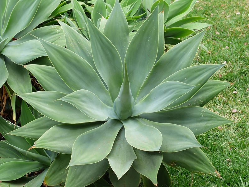 Succulents