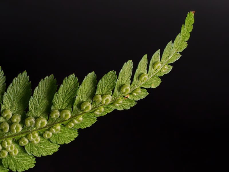 Ferns in Greenery Paradise