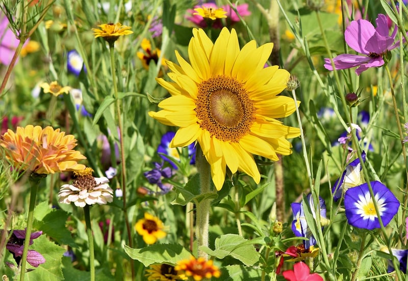 Summer Blooms